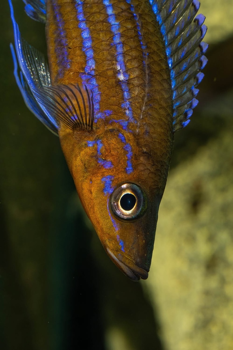 Paracyprichromis nigripinnis 'Kantalamba'